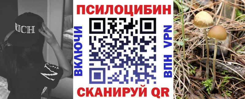 сколько стоит Жиздра Псилоцибиновые грибы Magic Shrooms